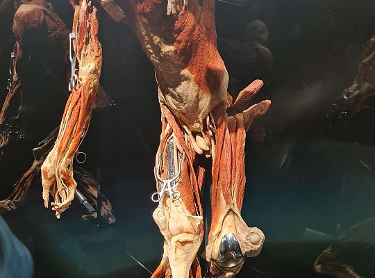 Wycieczka na wystawę Body Worlds
