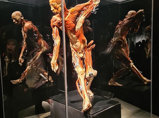 Wycieczka na wystawę Body Worlds