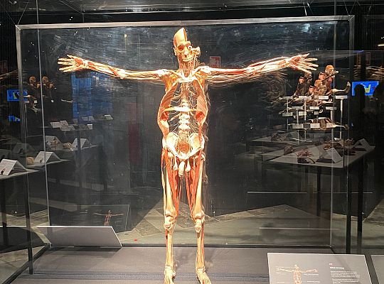 Wycieczka na wystawę Body Worlds