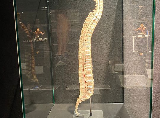 Wycieczka na wystawę Body Worlds