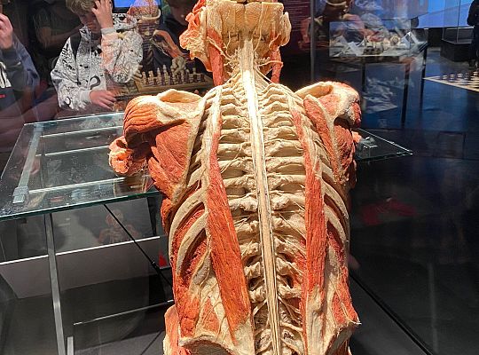 Wycieczka na wystawę Body Worlds