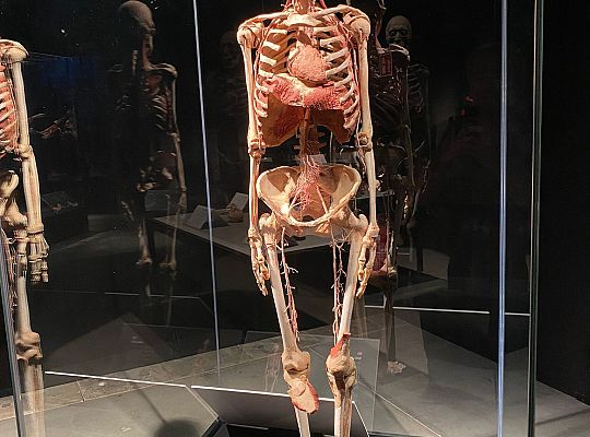 Wycieczka na wystawę Body Worlds