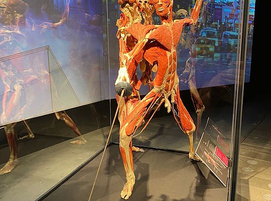 Wycieczka na wystawę Body Worlds