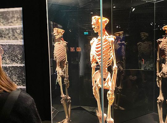 Wycieczka na wystawę Body Worlds