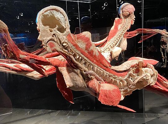 Wycieczka na wystawę Body Worlds