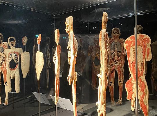 Wycieczka na wystawę Body Worlds