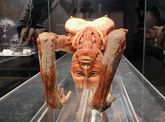 Wycieczka na wystawę Body Worlds