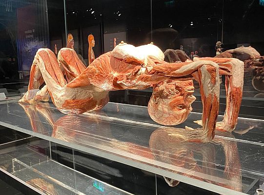 Wycieczka na wystawę Body Worlds