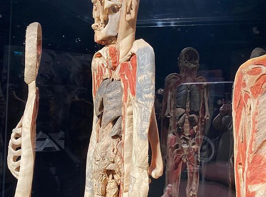 Wycieczka na wystawę Body Worlds
