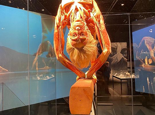 Wycieczka na wystawę Body Worlds