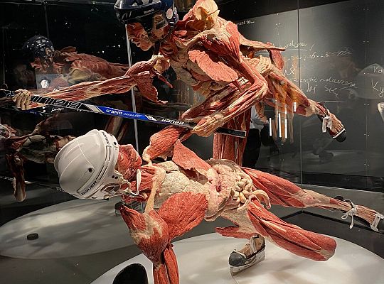 Wycieczka na wystawę Body Worlds