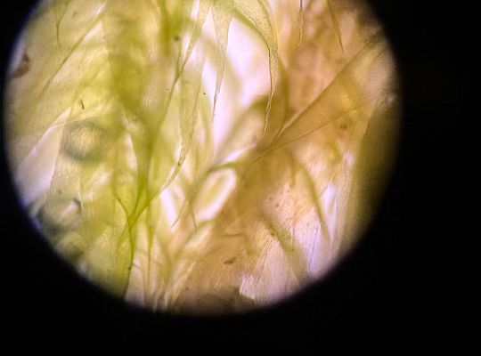 Udział w dniach otwartych Wdziału Chemicznego UG