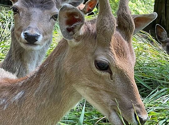 Lekcja biologii w plenerze